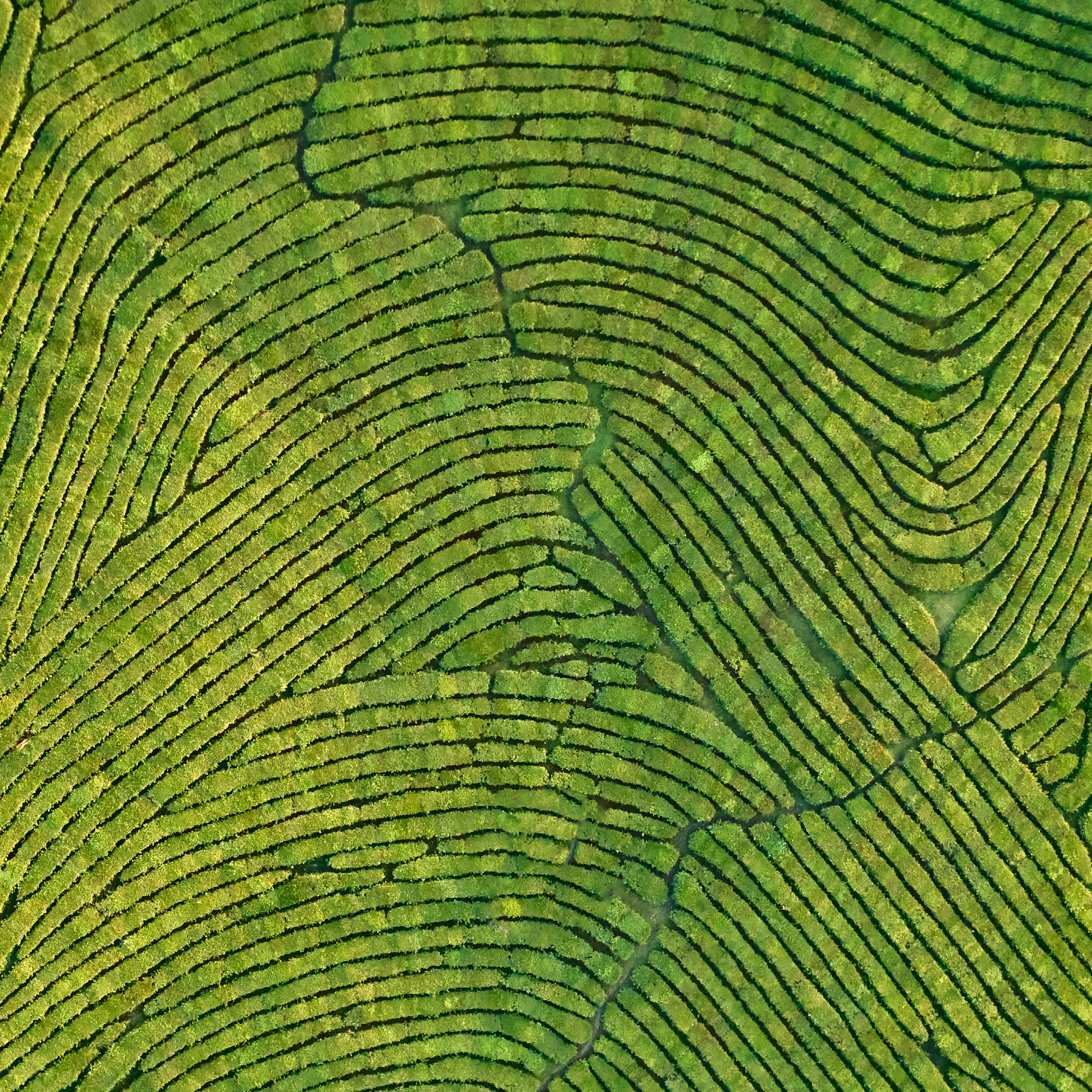 An aerial shot of a plantation