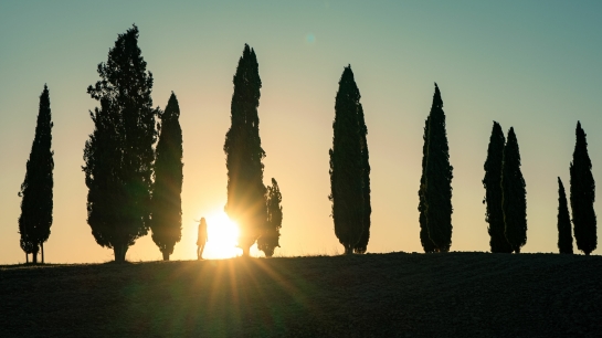 sunset behind trees