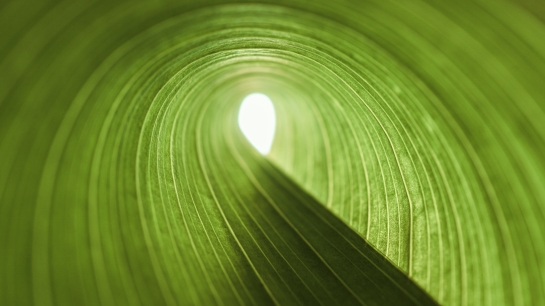 close up of green leaf