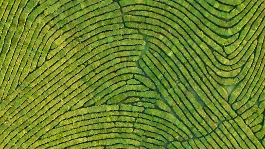 An aerial shot of a plantation