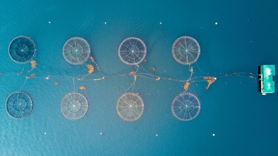 An aerial shot of a fish farm