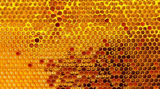 FE-Kissing-Beehive-Exhibits