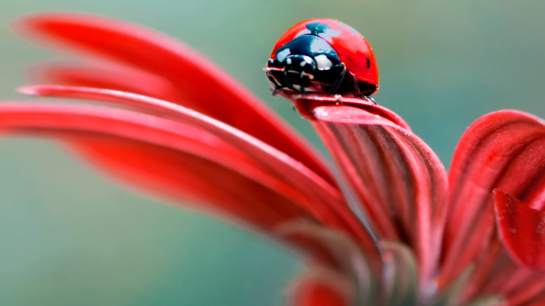 Small-Cap-Market-Overview-2025Q4-Exhibits