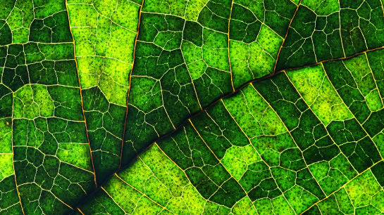 Municipal Bond SMA Insight Exhibit